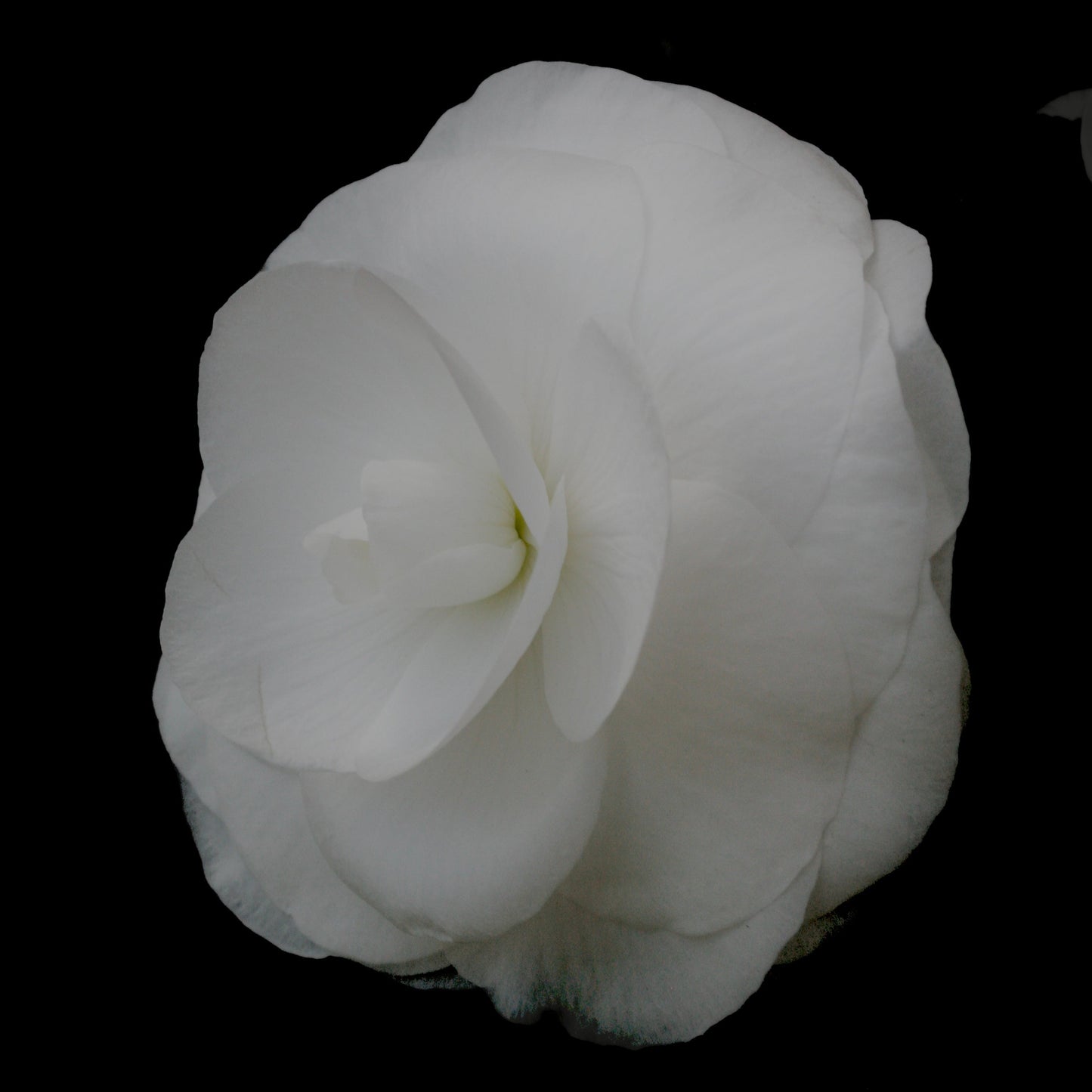 Mini floating frame canvas: Begonia (free shipping)