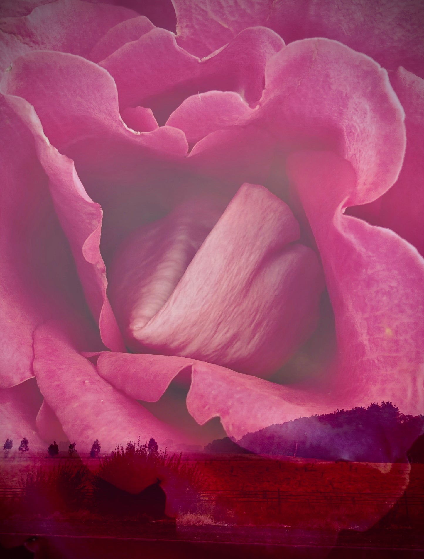 Photographic Art Print: Rose on the horizon (free shipping)