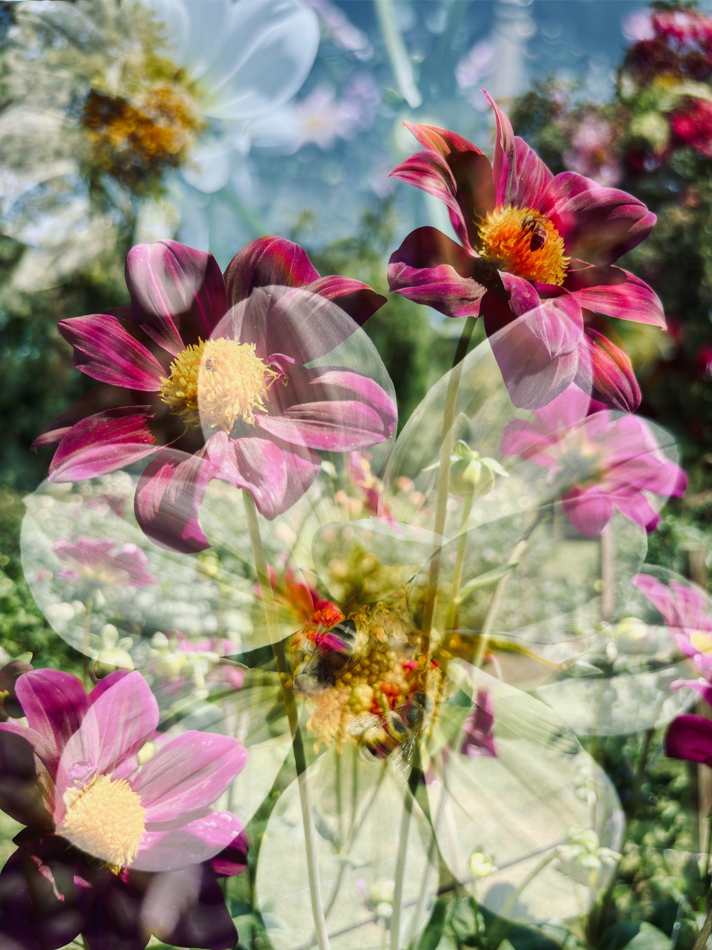 Photographic Art Print: Dahlias & bees (free shipping)