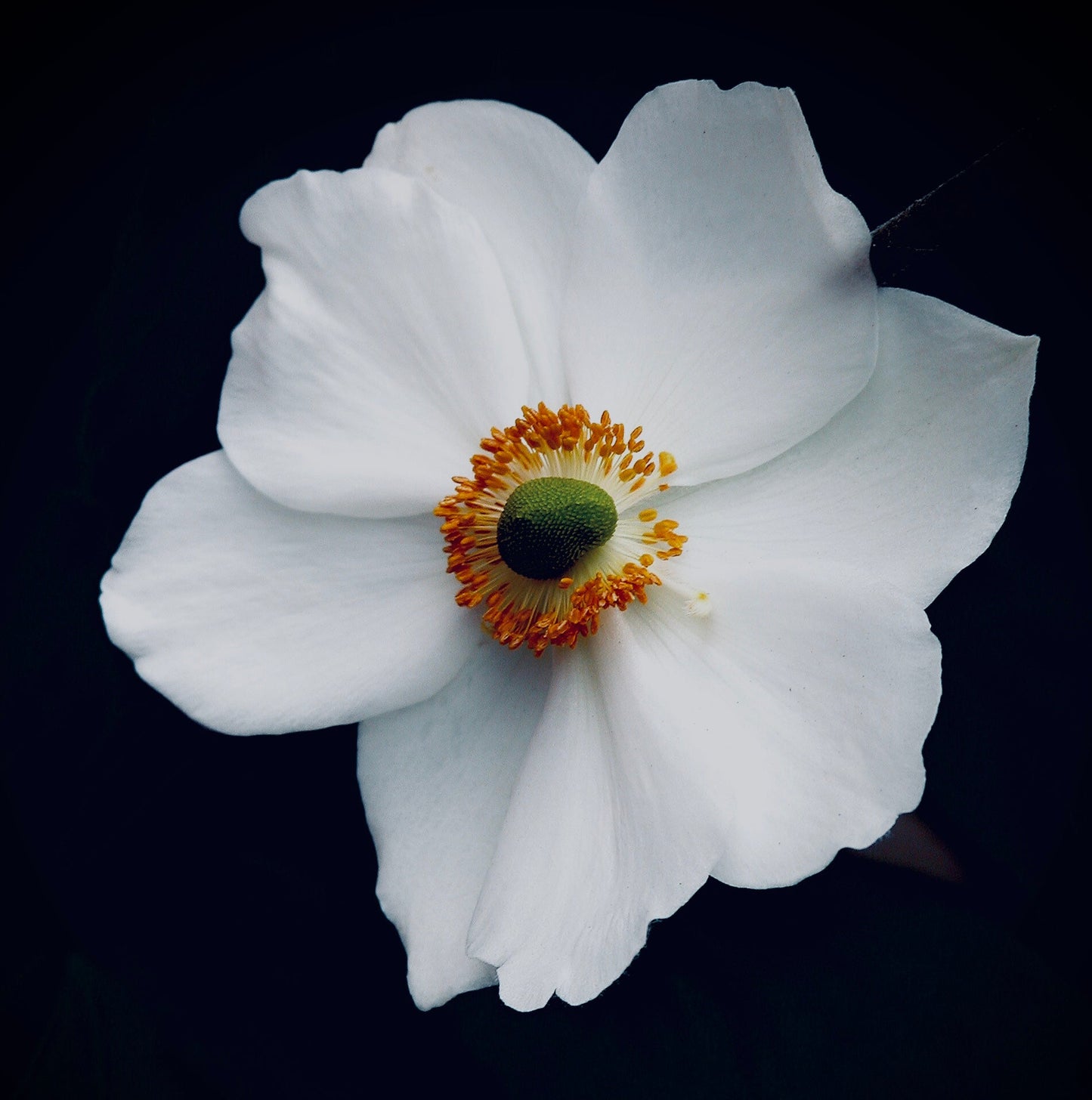Mini floating frame canvas: Japanese Anemone (free shipping)