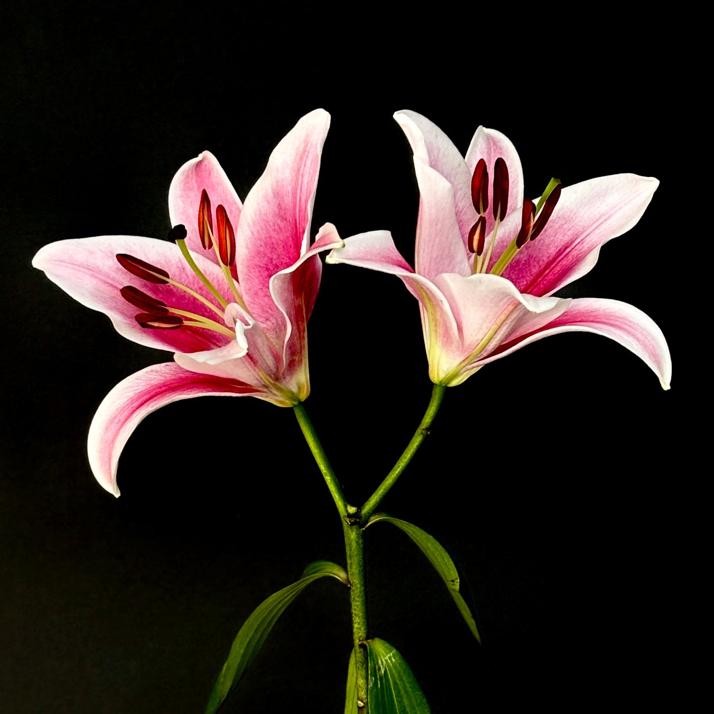 Two pink lilies with green stems against a black background