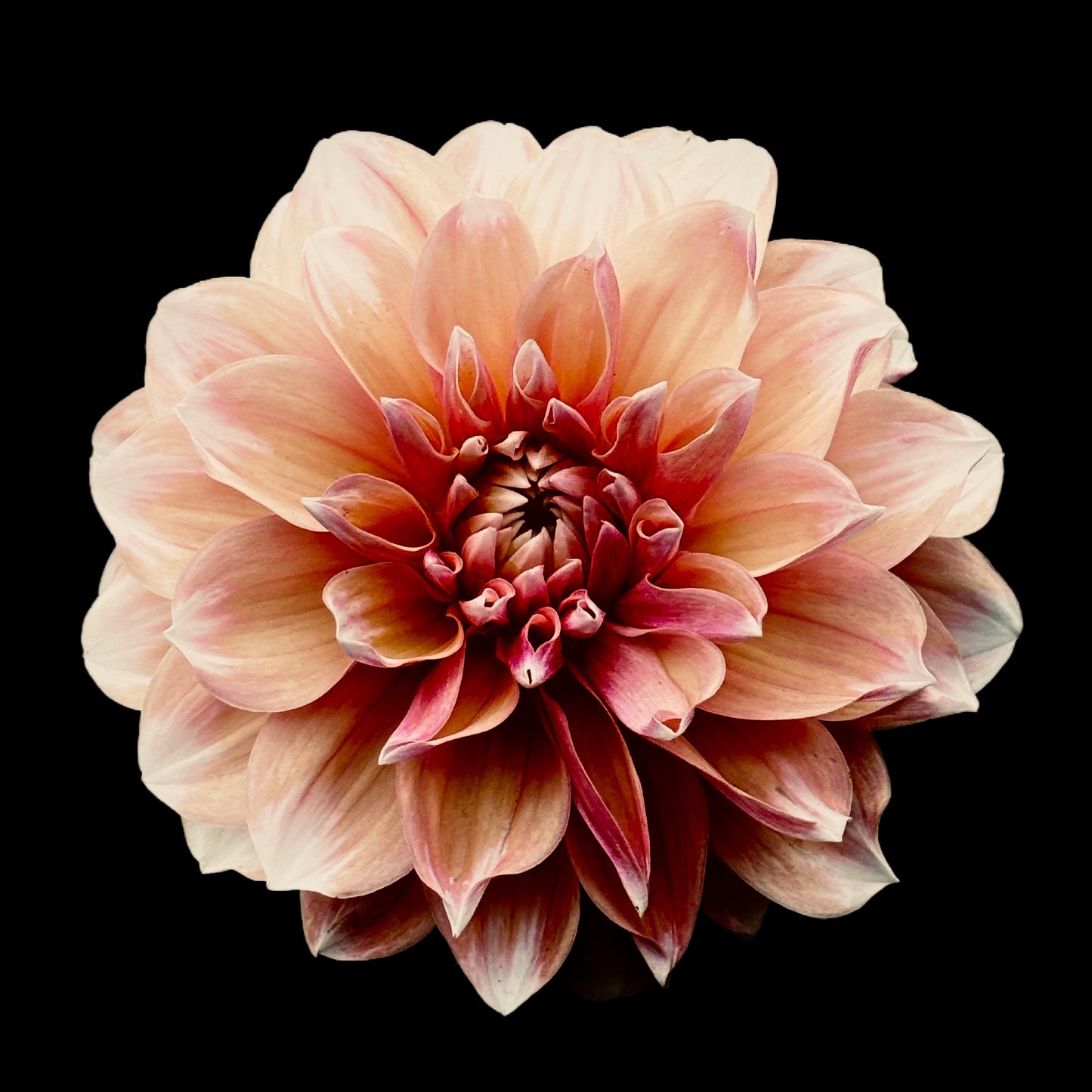 Mini floating frame canvas: Peach Dahlia (free shipping)