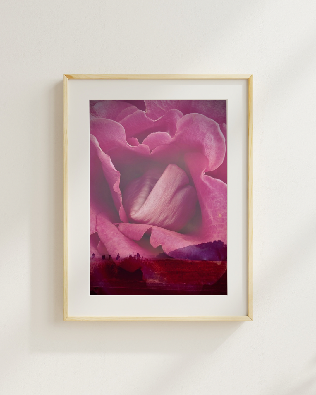 Photographic Art Print: Rose on the horizon (free shipping)