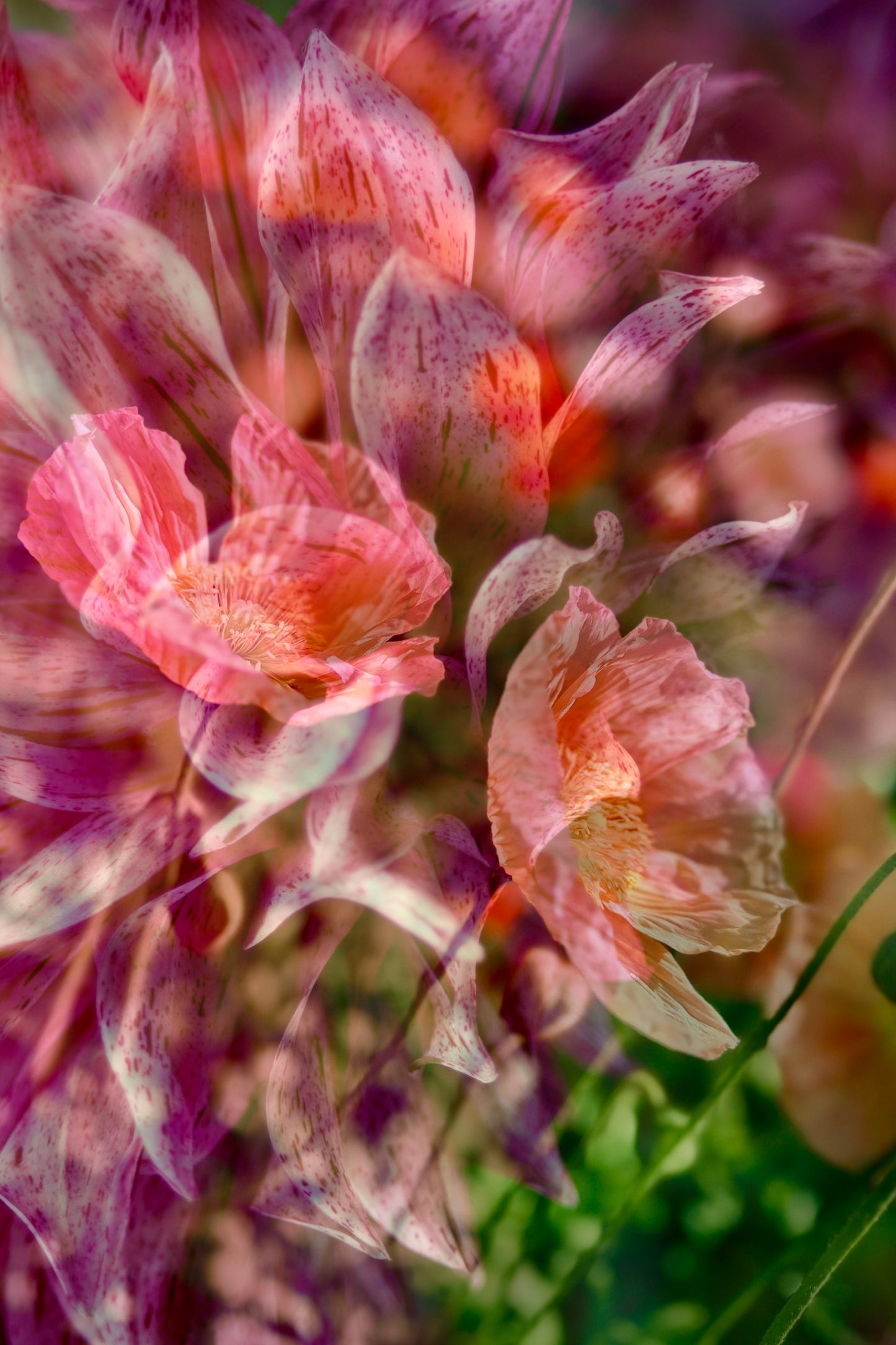 Photographic Art Print:  Dahlia and Poppies (free shipping)
