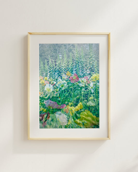 Art Print: Poppies in Lake Wendouree