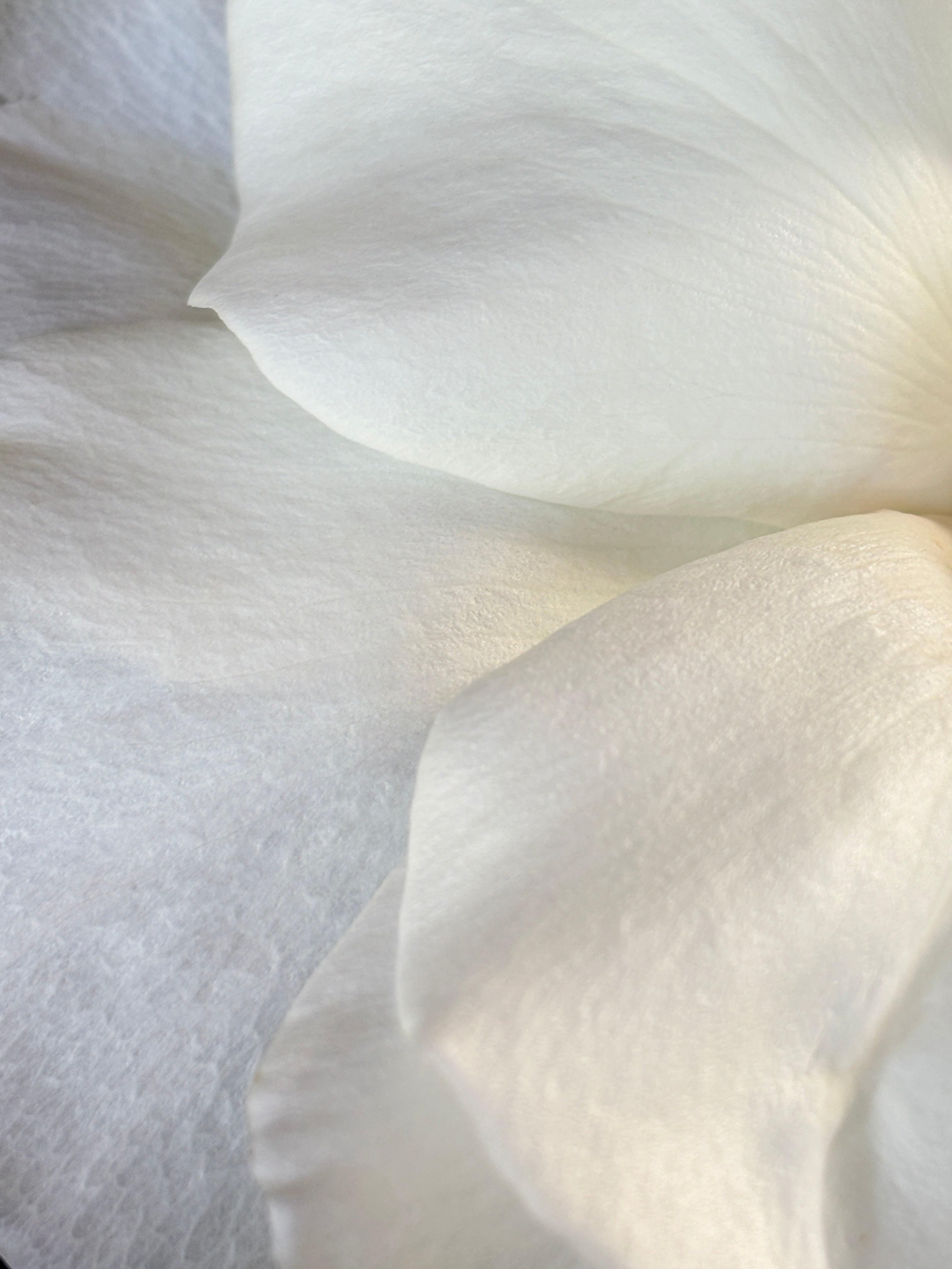Photographic Art Print: White rose #2 (free shipping) – Mimosa Studios