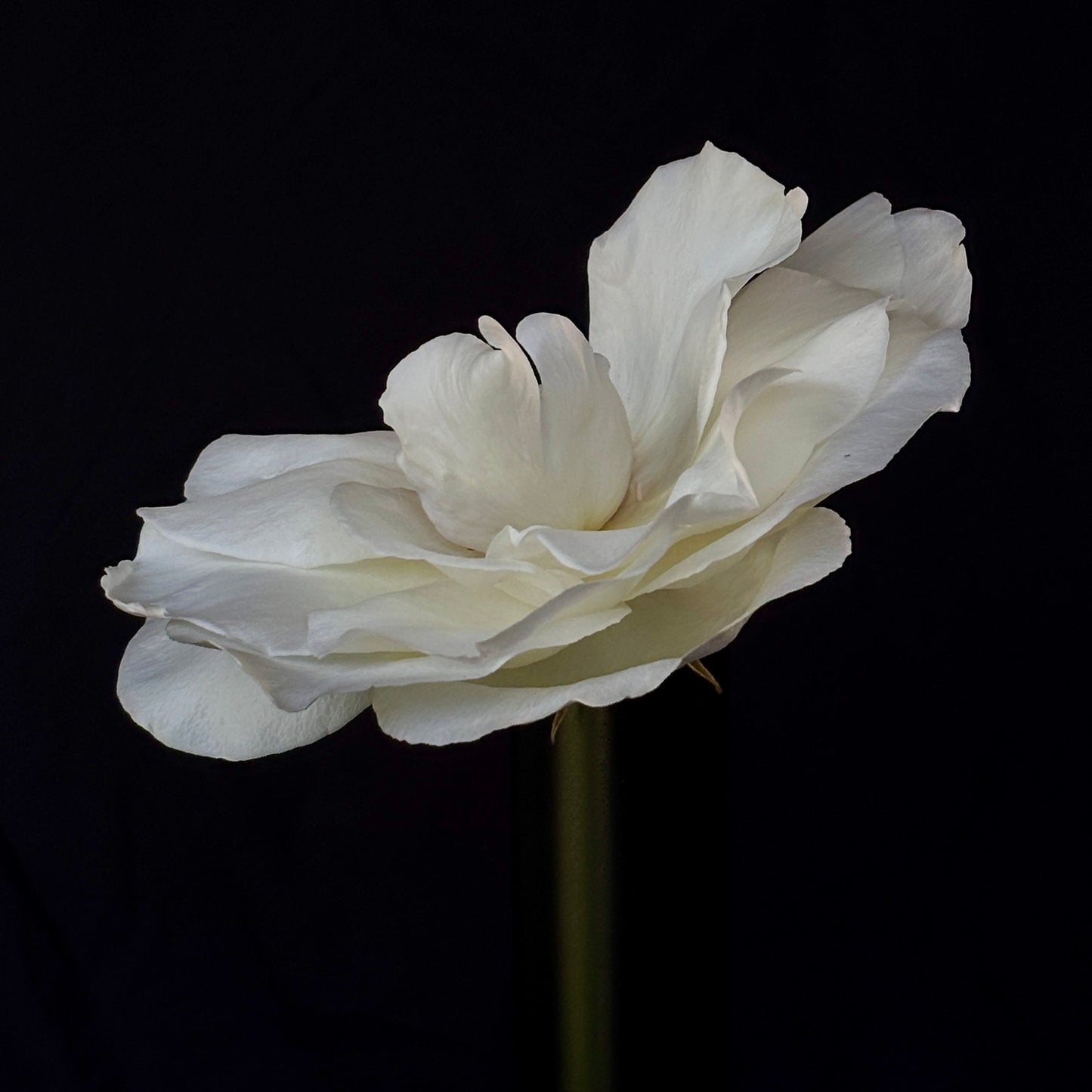 Mini floating frame canvas: White Rose (free shipping)