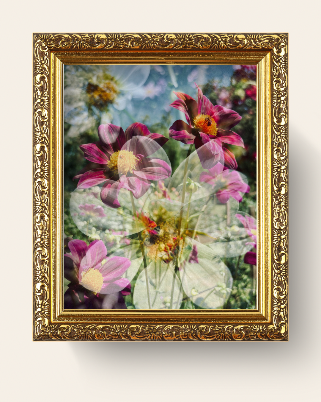 Photographic Art Print: Dahlias & bees (free shipping)