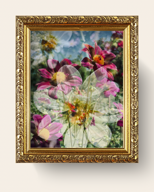 Photographic Art Print: Dahlias & bees (free shipping)