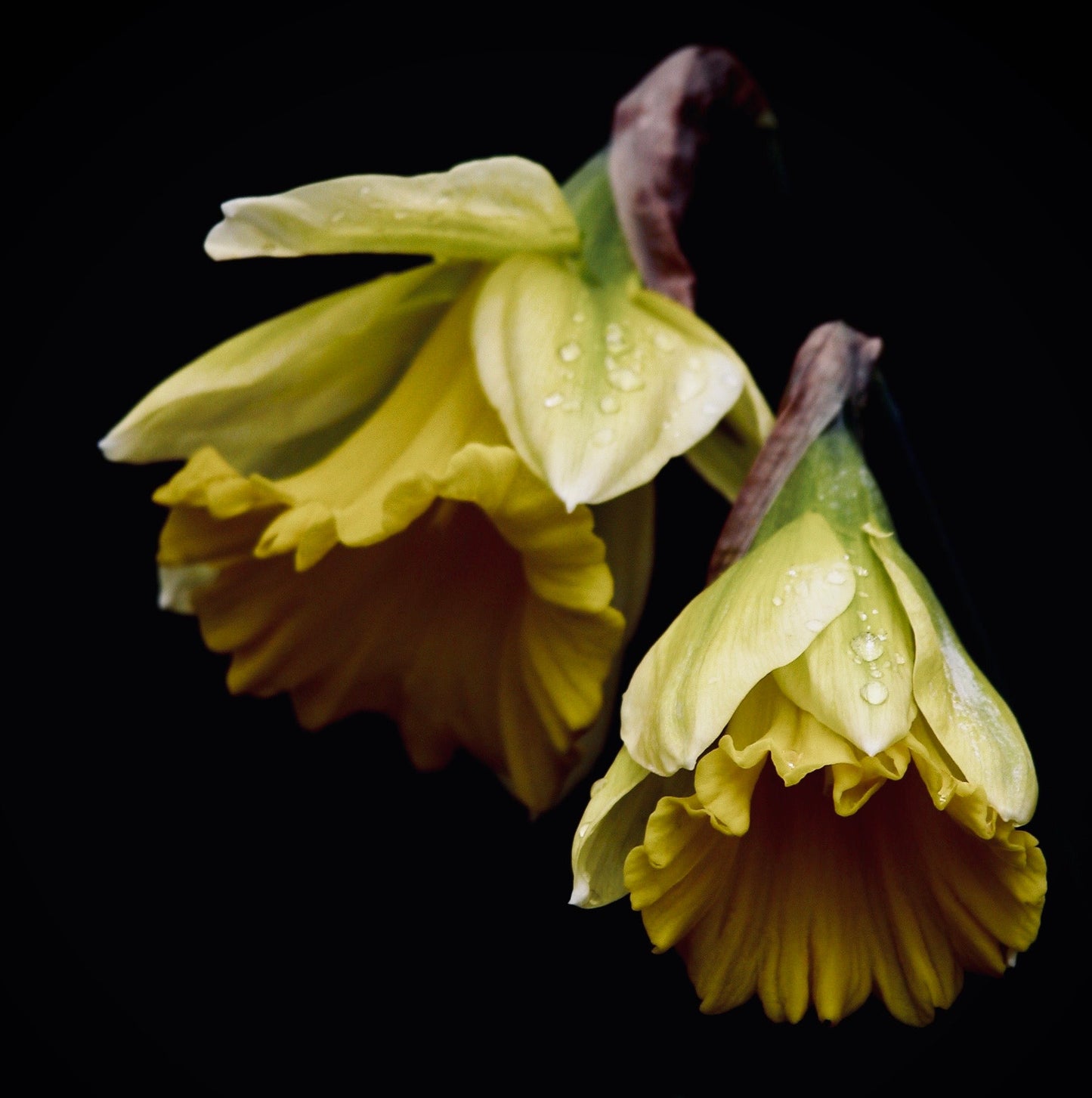 Mini floating frame canvas: Daffodils (free shipping)
