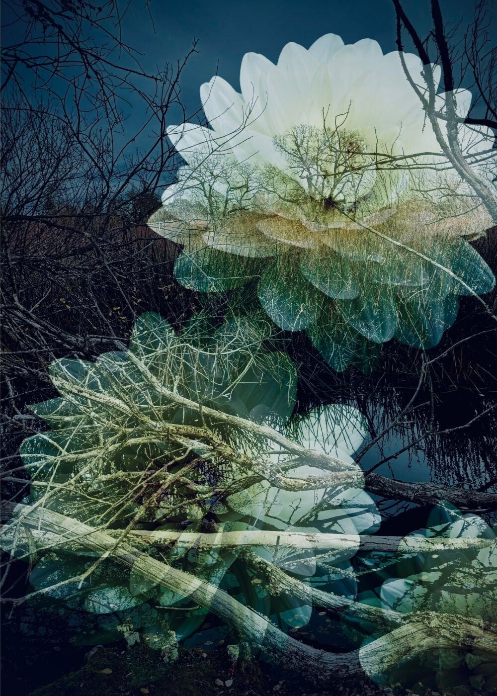 Art Card: On the Edge of the Lake #4