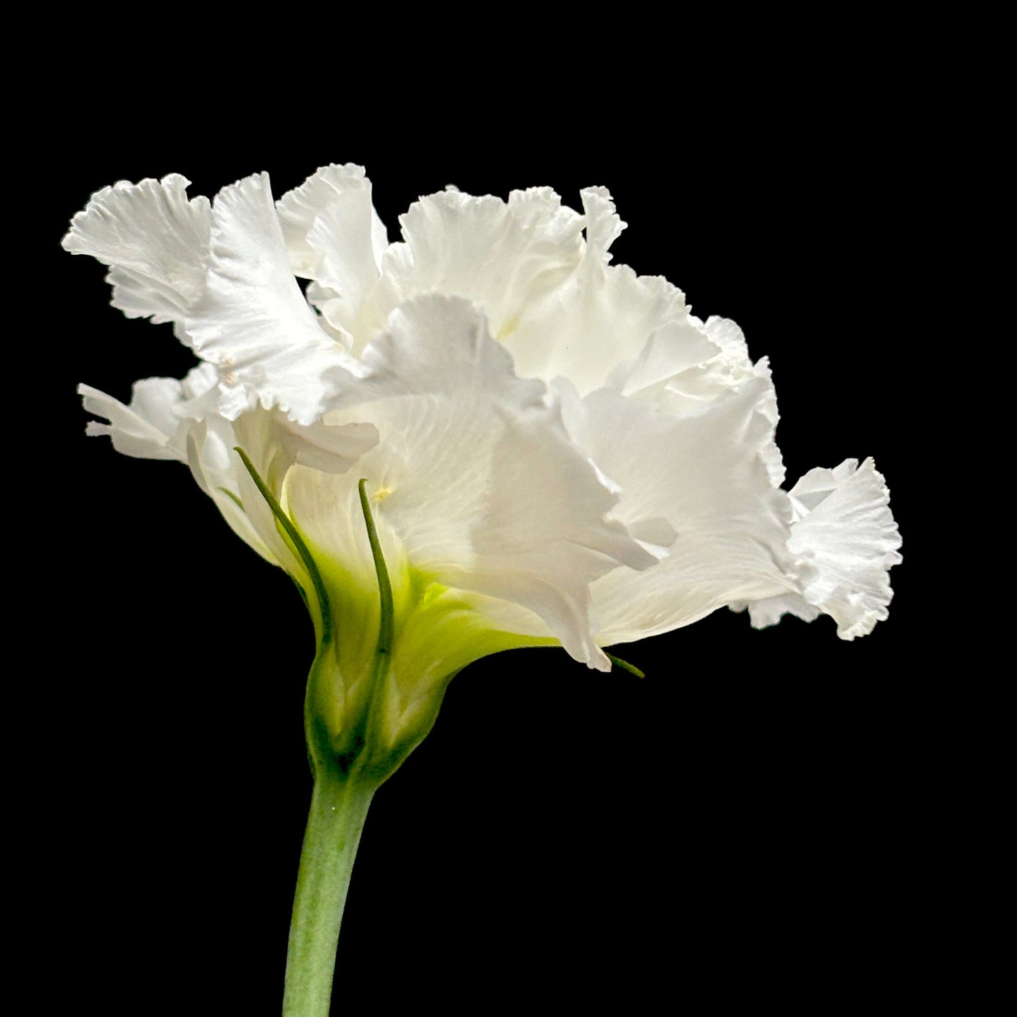 Mini floating frame canvas: Lisianthus (free shipping)
