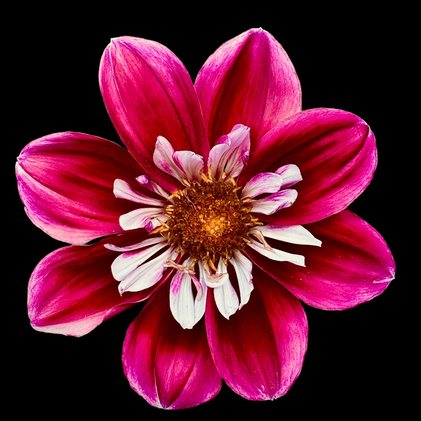 Mini floating frame canvas: Pink & white Dahlia (free shipping)