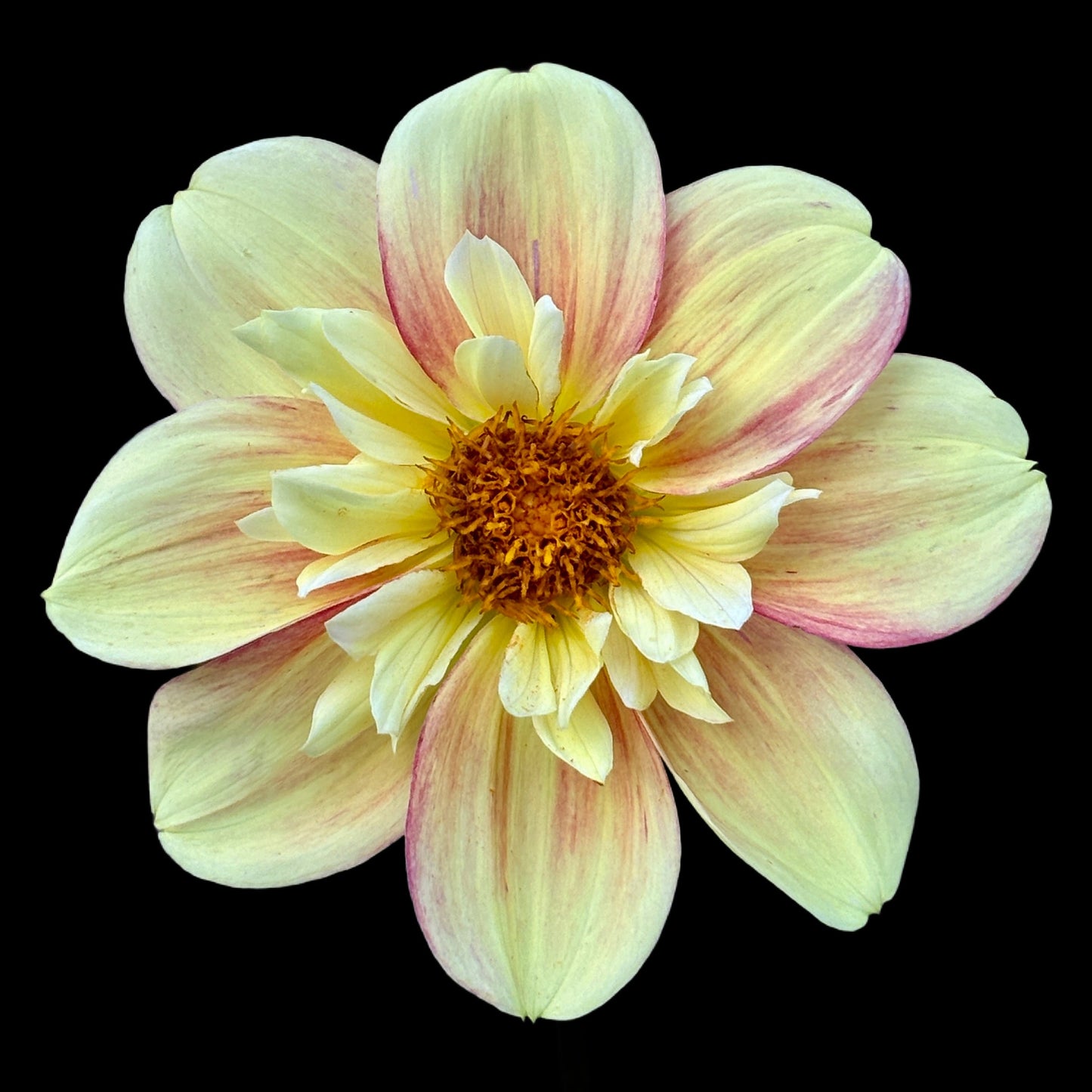 Mini floating frame canvas: Yellow Dahlia (free shipping)