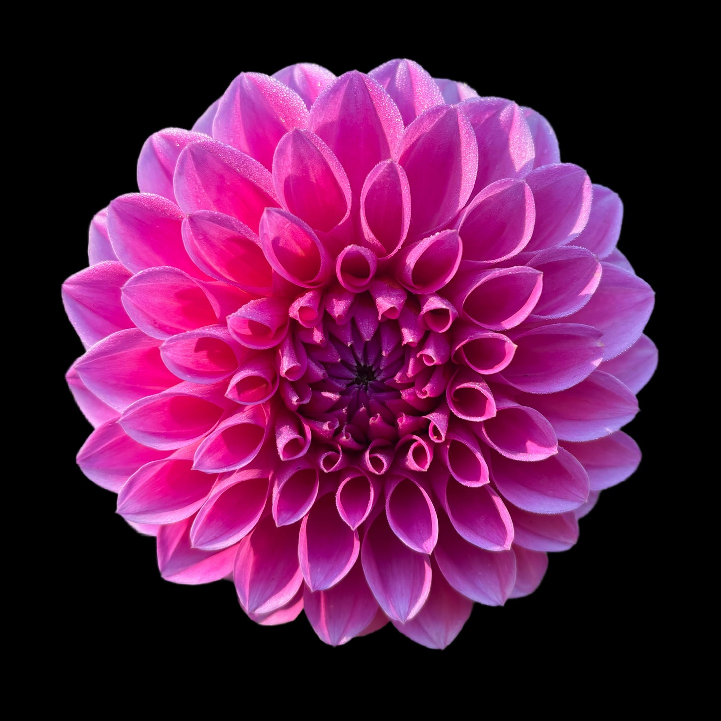 Mini floating frame canvas: Pink Dahlia (free shipping)