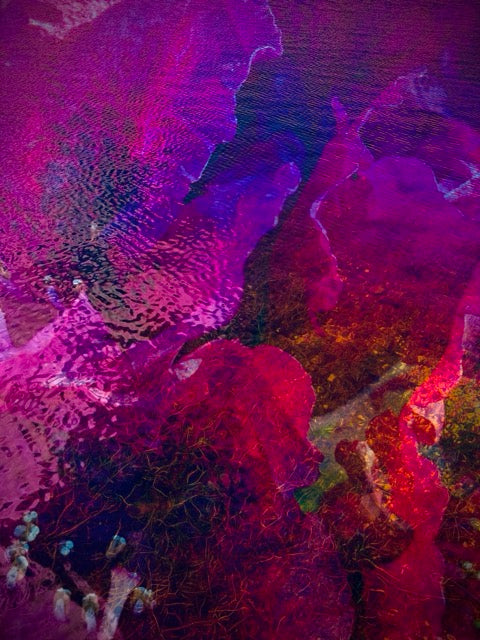 Photograph of the pink petals of a Rhododendron from the Ballarat Botanical Gardens overlaid on the water of Lake Wendouree. Results in an abstract image of pinks, purples, red, yellow and green. 