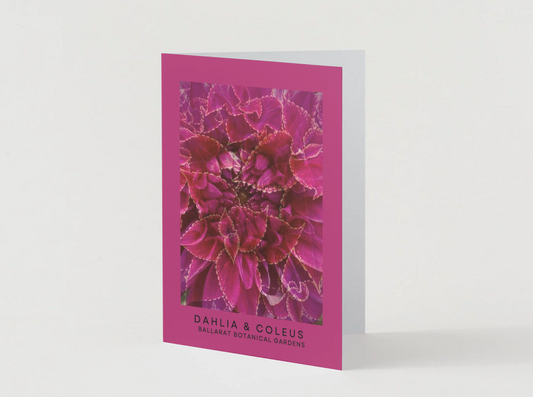 Ballarat Botanical Gardens Greeting Card: Dahlia & Coleus