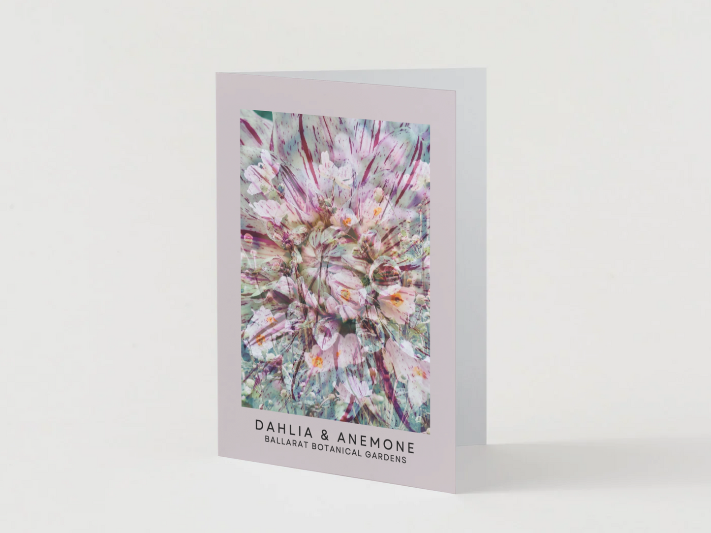 Ballarat Botanical Gardens Greeting Card: Dahlia & Anemone