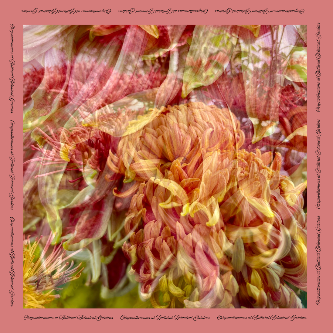 Gold Label Satin Scarf: Pink Chrysanthemum