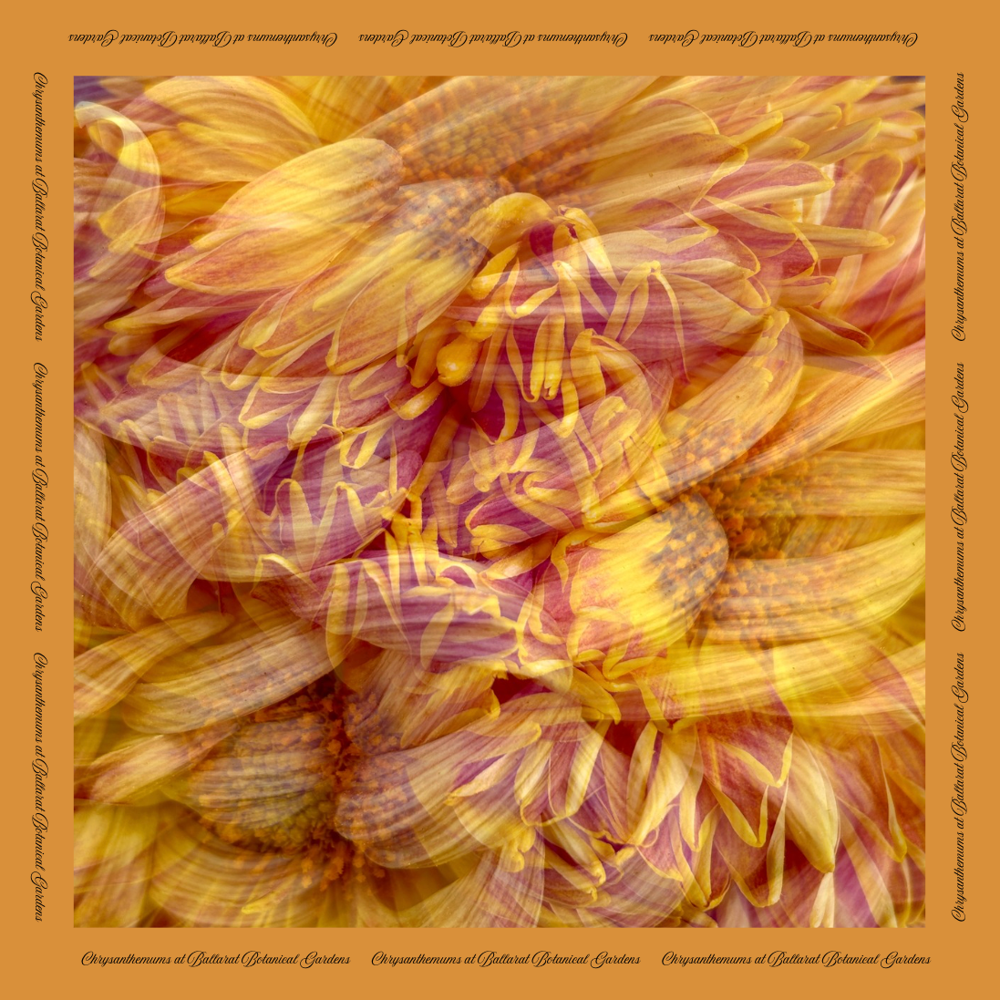 Gold Label Satin Scarf: Orange Chrysanthemum