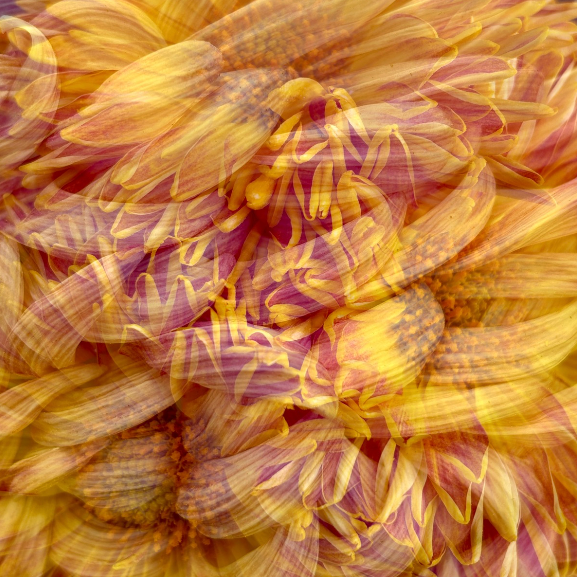 Gold Label Satin Scarf: Pure Petals – Chrysanthemums in Gold