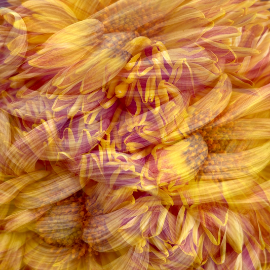 Gold Label Satin Scarf: Pure Petals – Chrysanthemums in Gold