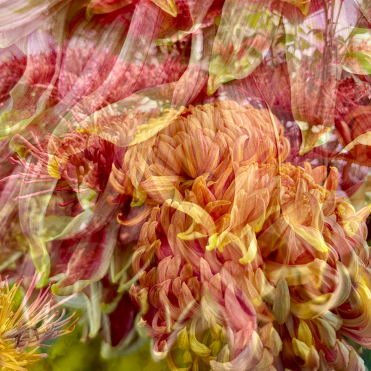 Gold Label Satin Scarf: Pure Petals – Chrysanthemums in Blush