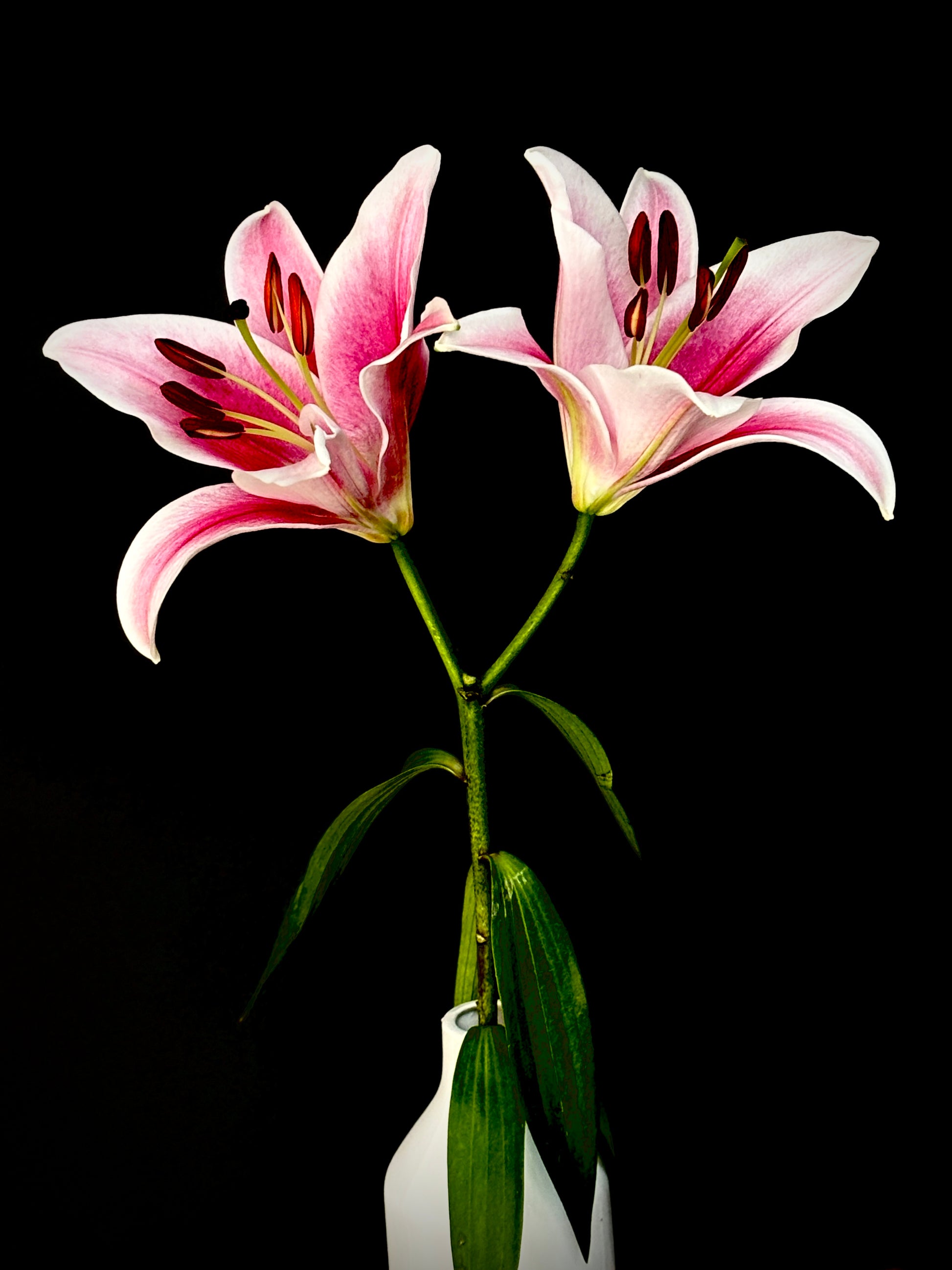 Two pink lilies in a white vase on a black background