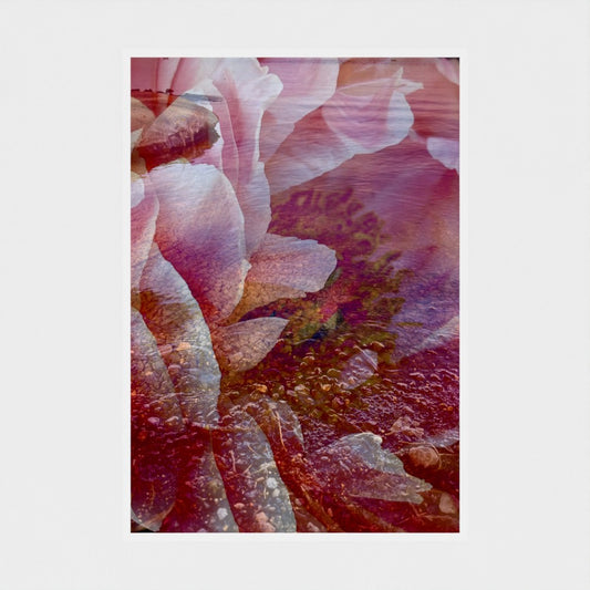 Art Print: Peony in the Lake