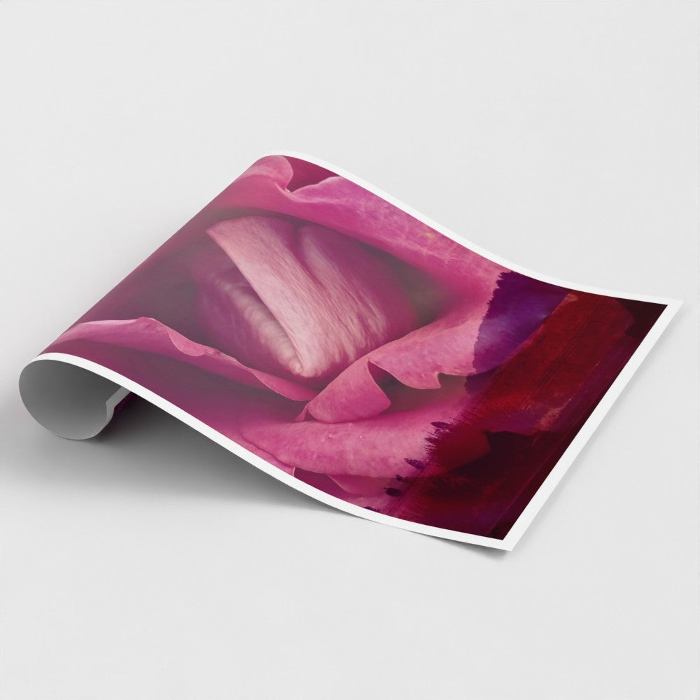 Art Print: Rose on the horizon (free shipping)
