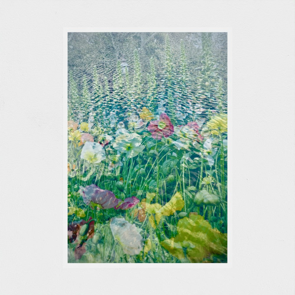 Art Print: Poppies in Lake Wendouree