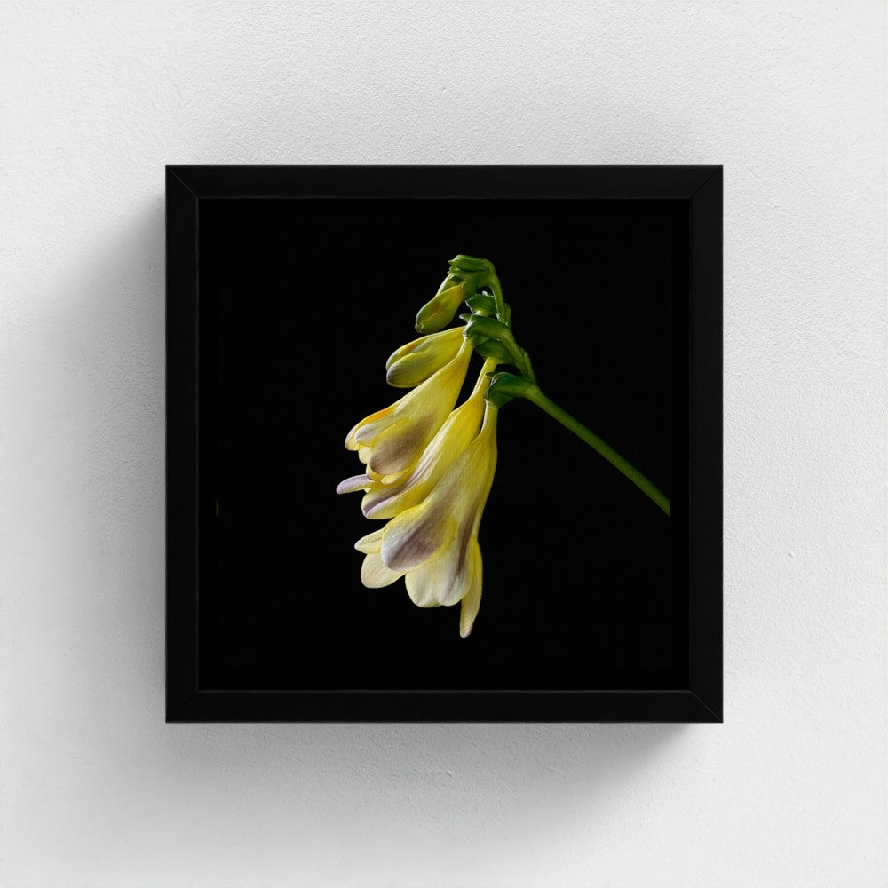 Mini floating frame canvas: Freesia (free shipping)