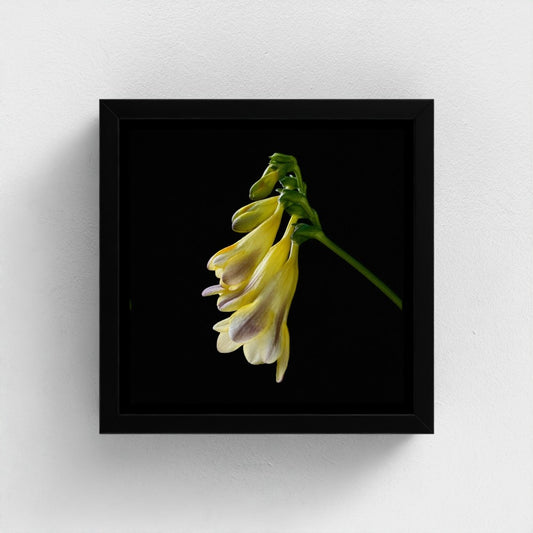 Mini floating frame canvas: Freesia (free shipping)