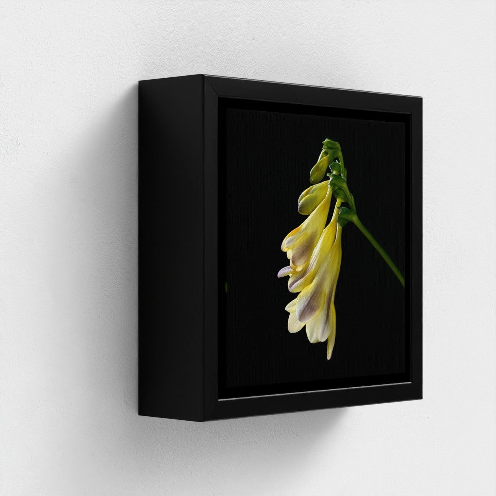 Mini floating frame canvas: Freesia (free shipping)