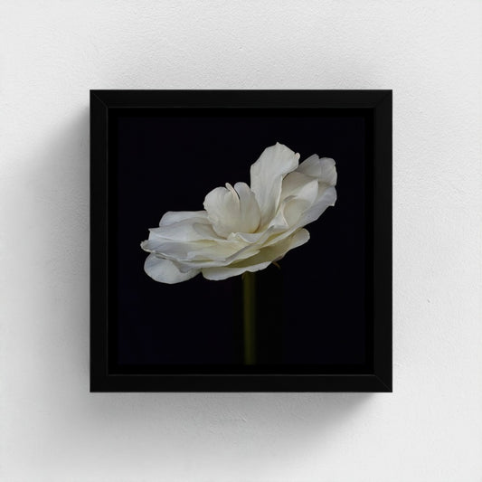 Mini floating frame canvas: White Rose (free shipping)