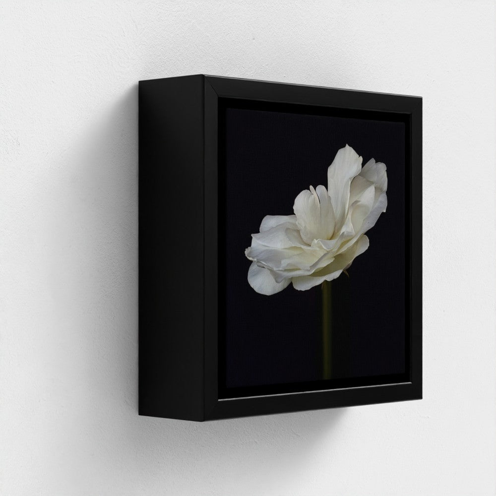 Mini floating frame canvas: White Rose (free shipping)
