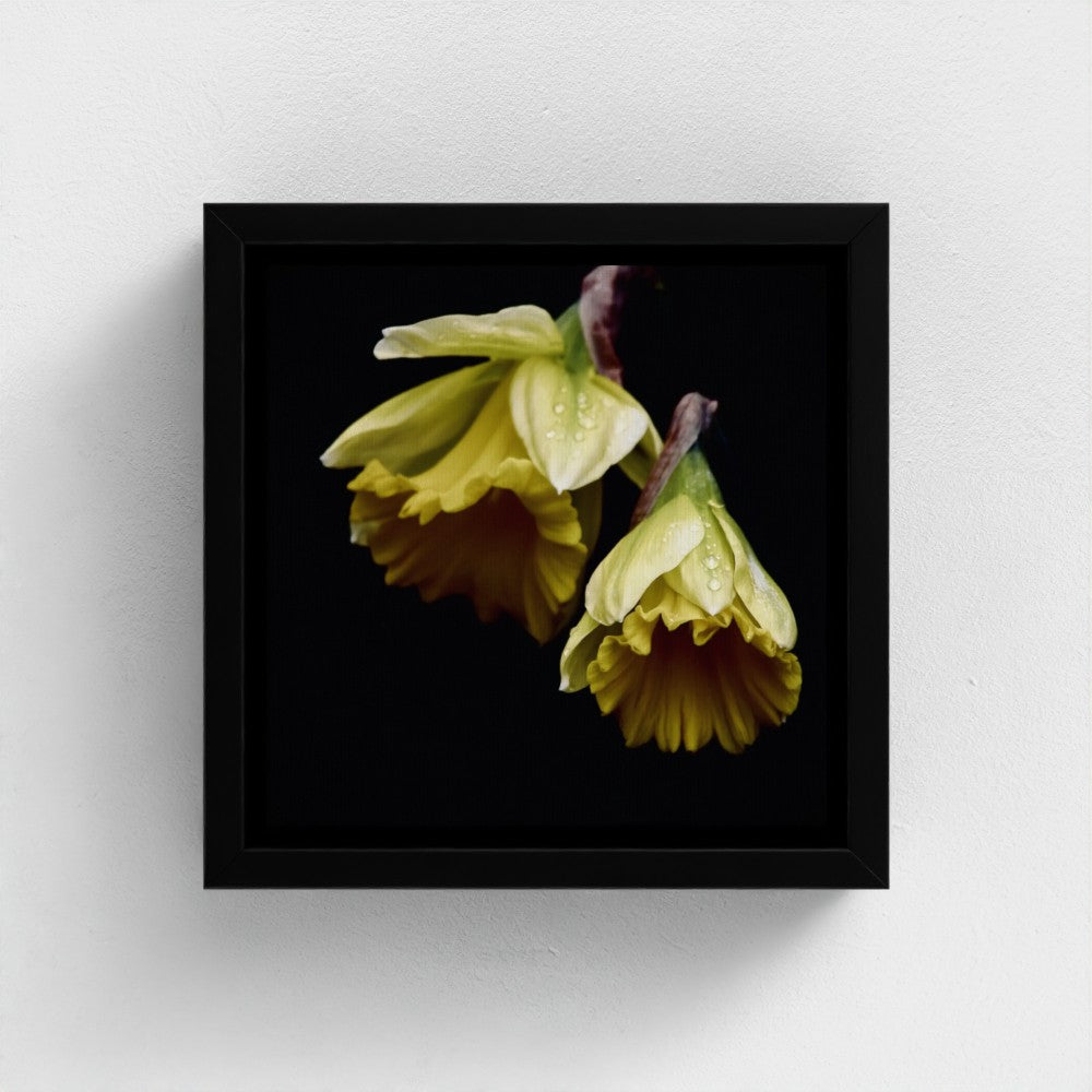 Mini floating frame canvas: Daffodils (free shipping)