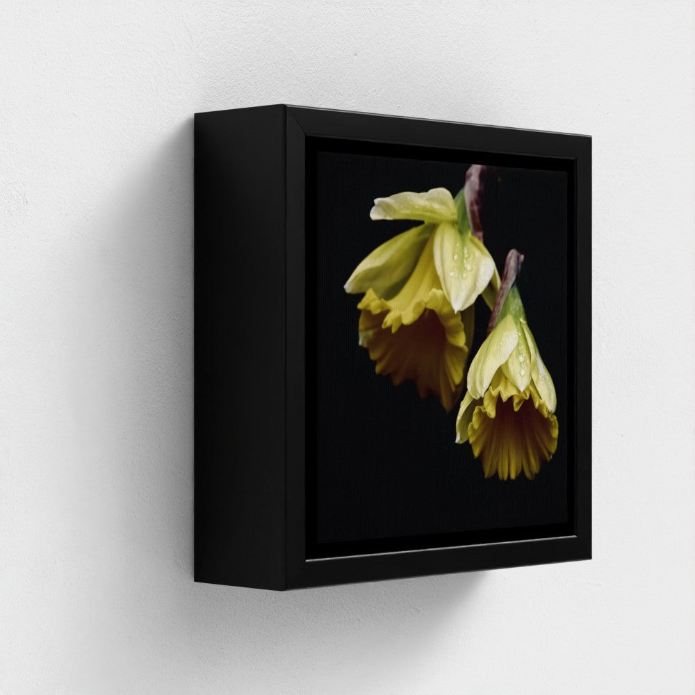 Mini floating frame canvas: Daffodils (free shipping)