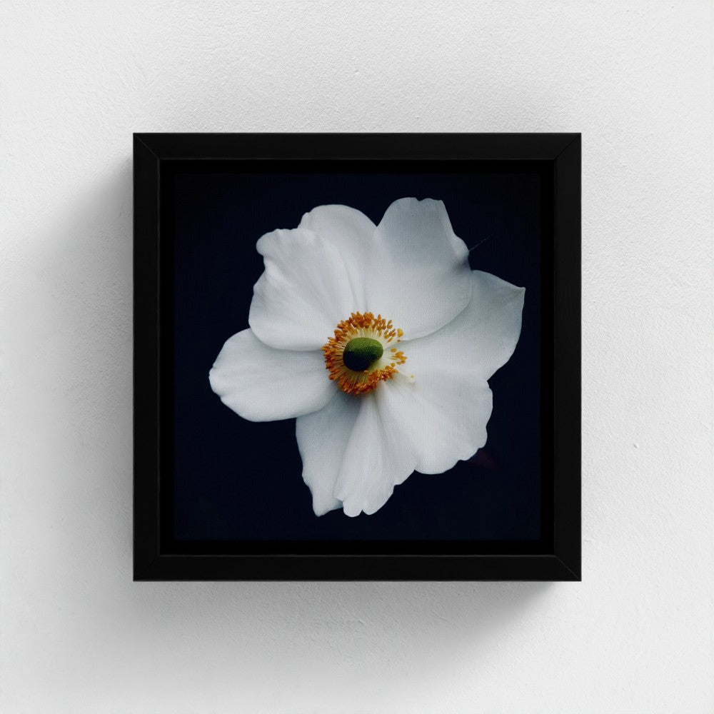 Mini floating frame canvas: Japanese Anemone (free shipping)