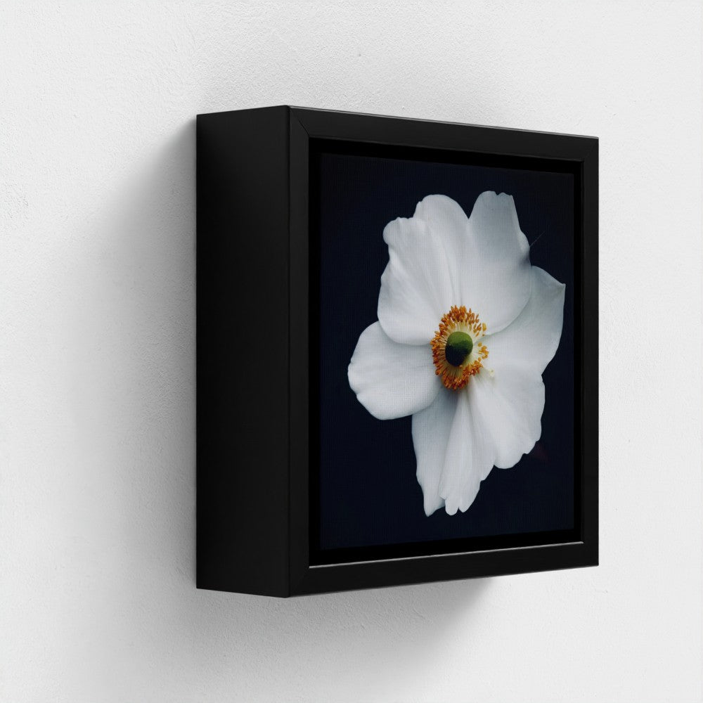 Mini floating frame canvas: Japanese Anemone (free shipping)