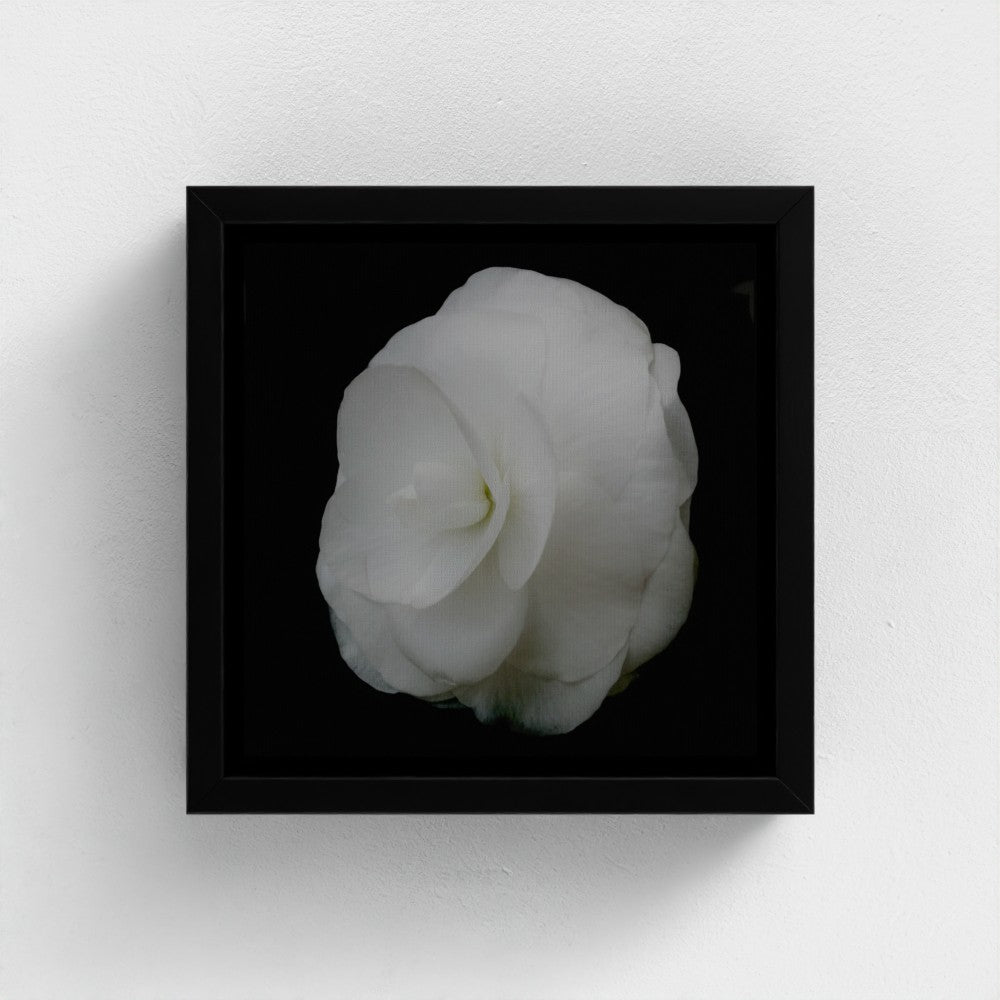 Mini floating frame canvas: Begonia (free shipping)
