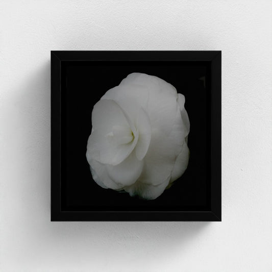 Mini floating frame canvas: Begonia (free shipping)