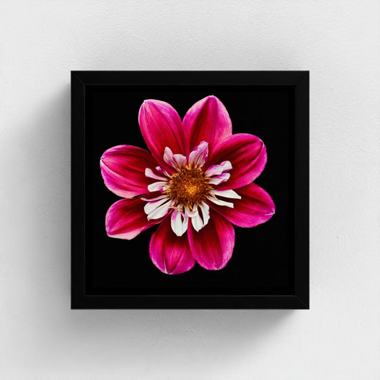 Mini floating frame canvas: Pink & white Dahlia (free shipping)
