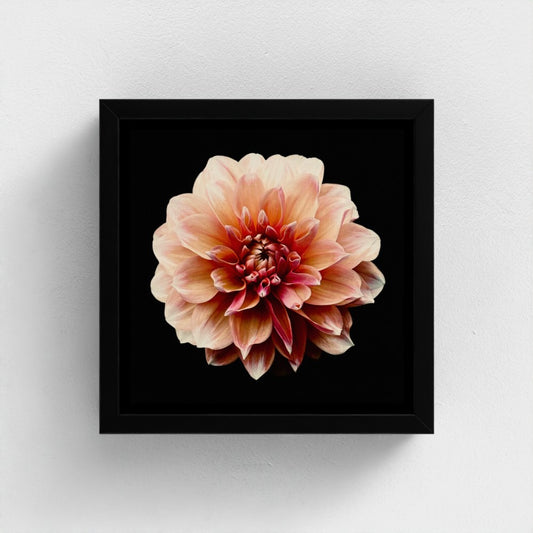 Mini floating frame canvas: Peach Dahlia (free shipping)