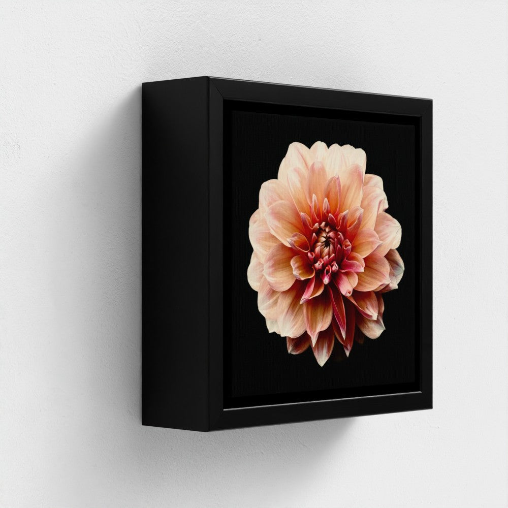Mini floating frame canvas: Peach Dahlia (free shipping)