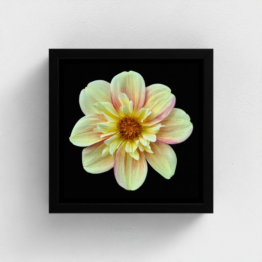 Mini floating frame canvas: Yellow Dahlia (free shipping)