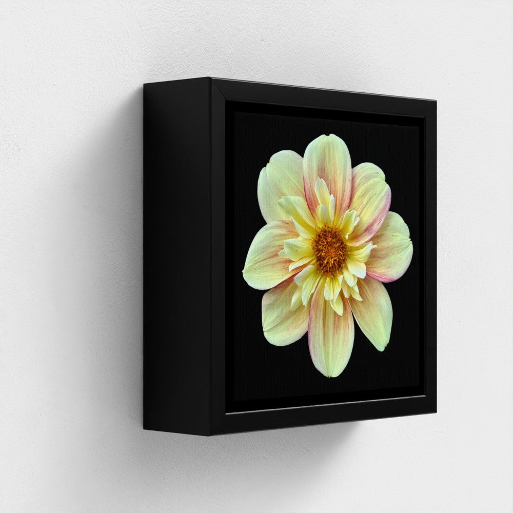 Mini floating frame canvas: Yellow Dahlia (free shipping)