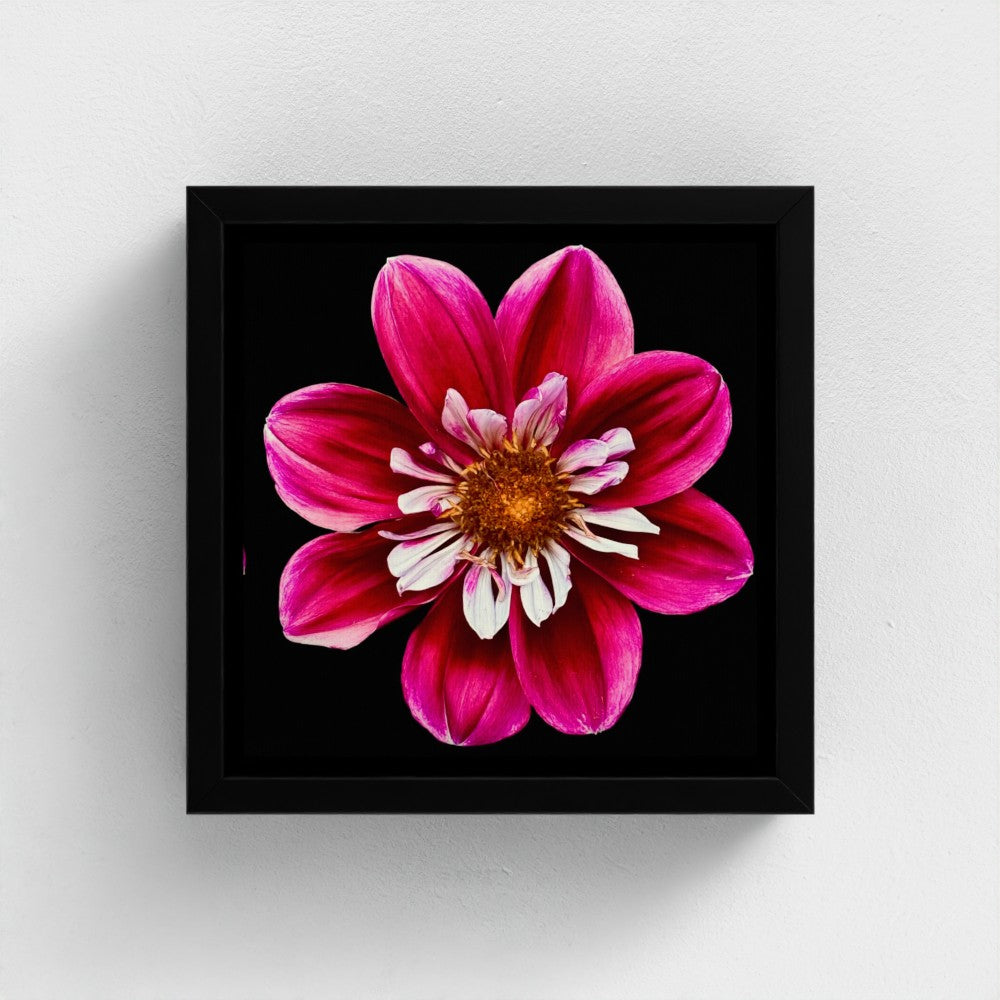 Mini floating frame canvas: Pink & white Dahlia (free shipping)