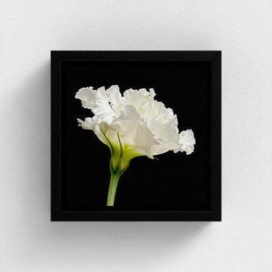 Mini floating frame canvas: Lisianthus (free shipping)