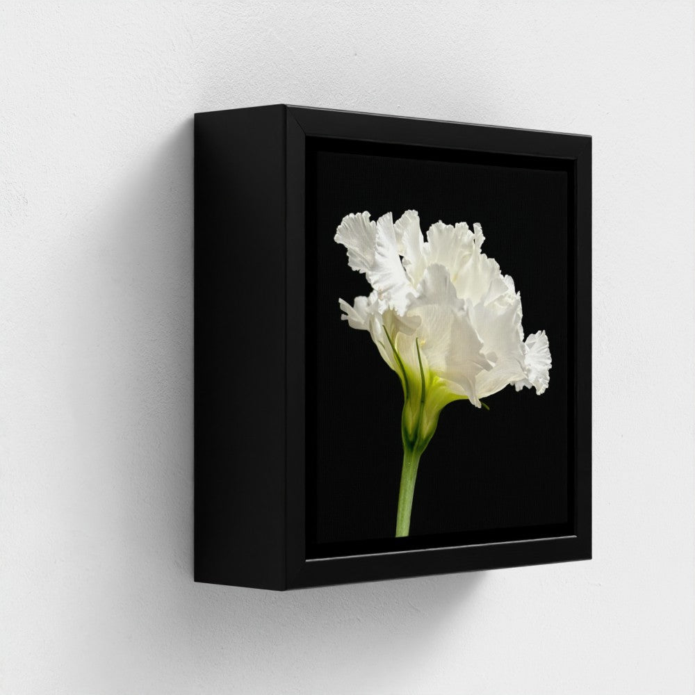 Mini floating frame canvas: Lisianthus (free shipping)